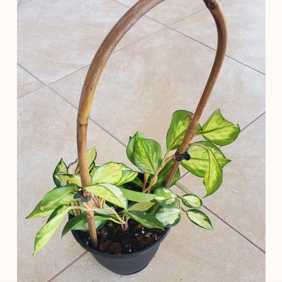 Hoya Krimson Princess 3" pot - Picture 4 of 5